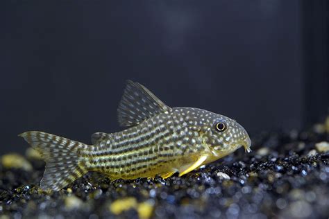 Cory Catfish (Corydoras): Popular Types, Care & Setup .